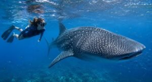 Snorkeler swimming beside whale shark in Sumbawa