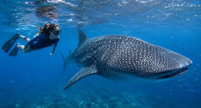 Snorkeler swimming beside whale shark in Sumbawa