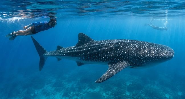 Sumbawa whale shark snorkeling tour in Saleh Bay