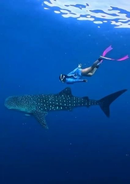 Snorkeling with whale shark in Sumbawa