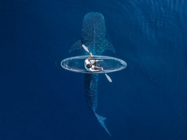 Clear kayak above whale shark Sumbawa