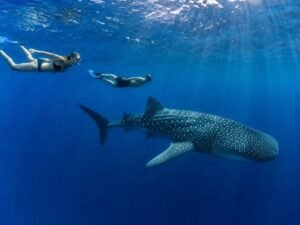Saleh Bay snorkeling tour Sumbawa