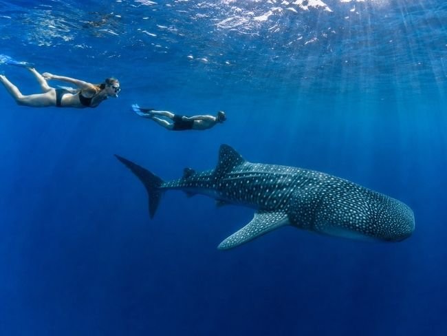 Saleh Bay snorkeling tour Sumbawa