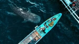 Saleh Bay whale shark boat tour itinerary guide