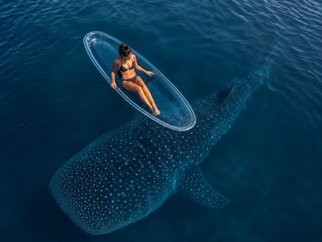 Saleh Bay whale shark from drone