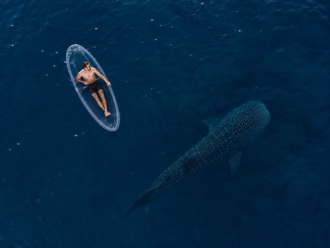 Saleh Bay whale shark kayak