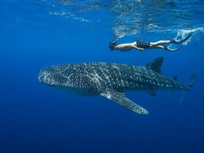 Snorkeling with whale shark in Sumbawa