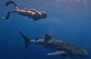 Sumbawa diving