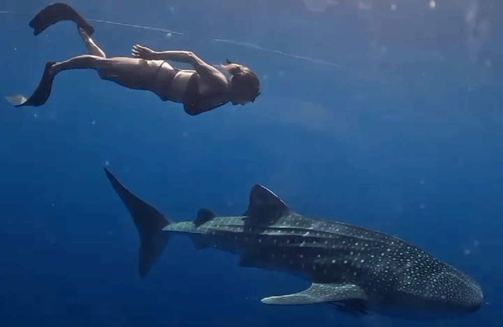 Sumbawa diving