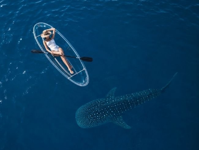 Sumbawa whale shark kayak experience