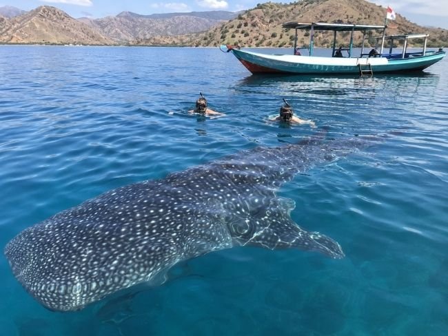 Sumbawa whale shark snorkeling experience