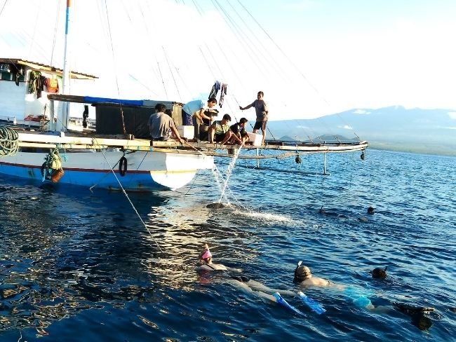 Sumbawa whale shark snorkeling tour