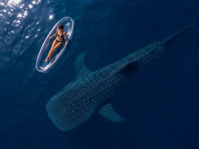 Transparent kayak above whale shark