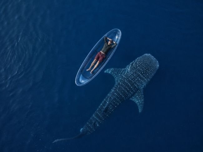 Transparent kayak with whale shark