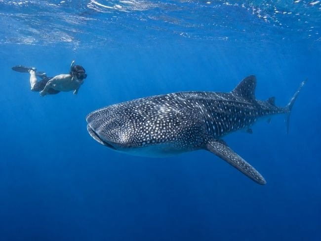 Underwater whale shark experience