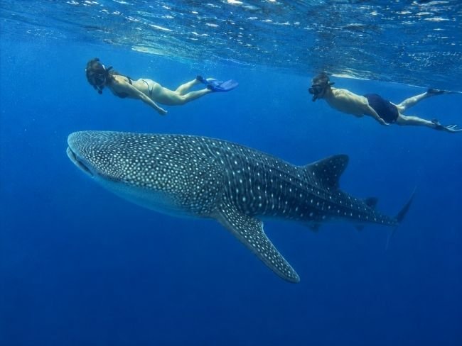 Whale shark snorkeling in Saleh Bay Sumbawa