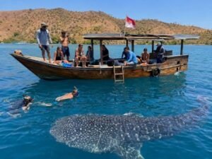 Whale shark tour boat in Saleh Bay