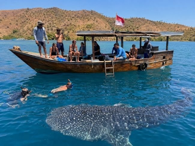Whale shark tour boat in Saleh Bay