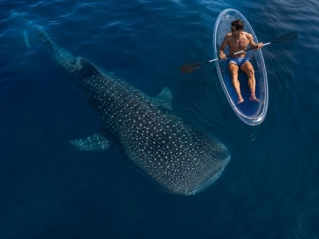 Whale shark under transparent kayak