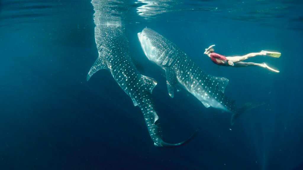 how to plan a Sumbawa whale shark tour from Lombok