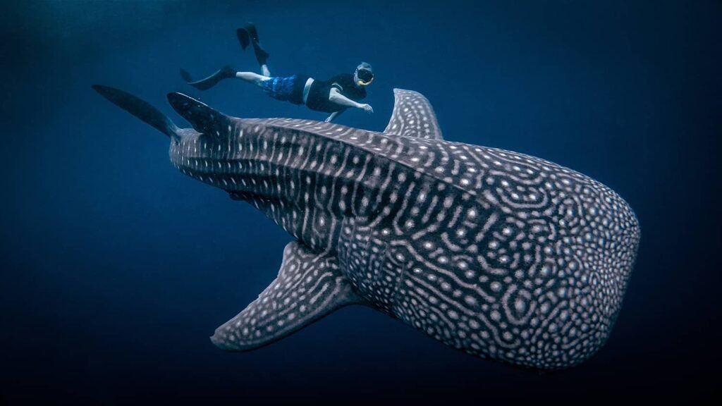whale shark tour from Lombok airport to Sumbawa
