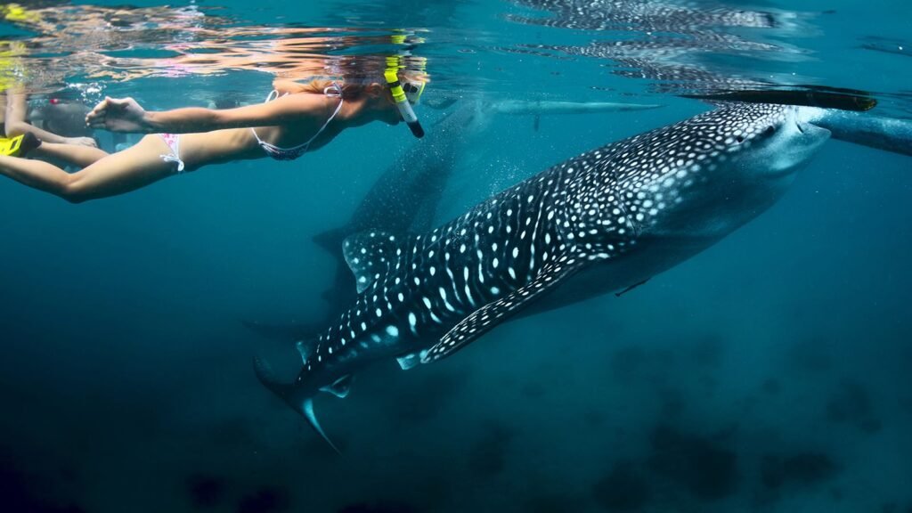 How to Choose a Saleh Bay Whale Shark Tour