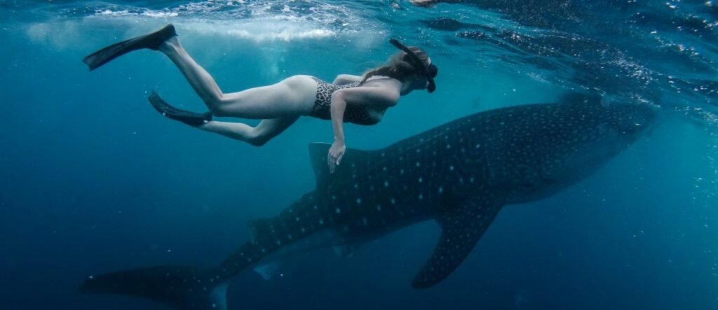Labuhan Jambu whale shark best tour