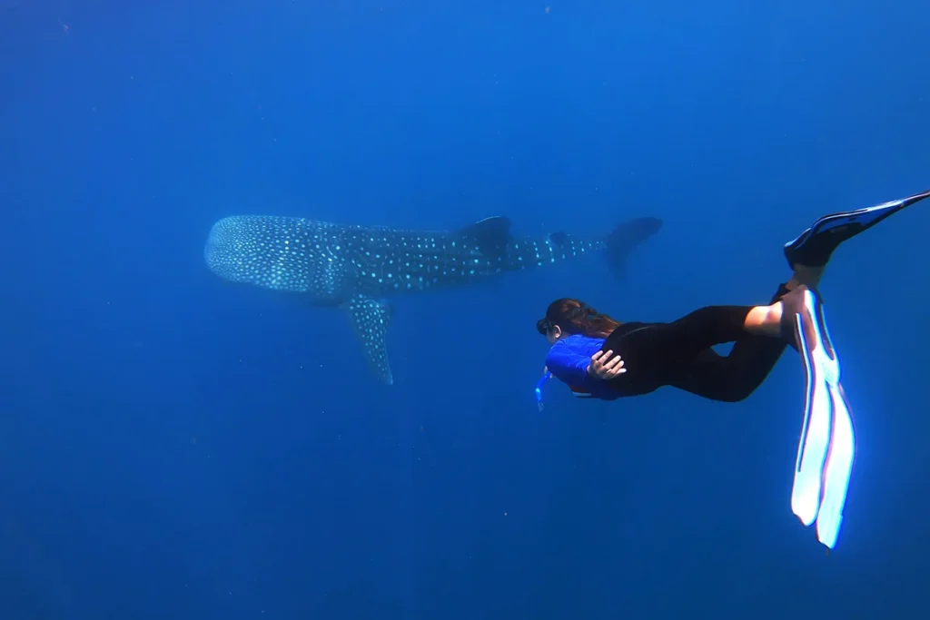Labuhan Jambu whale shark tour package