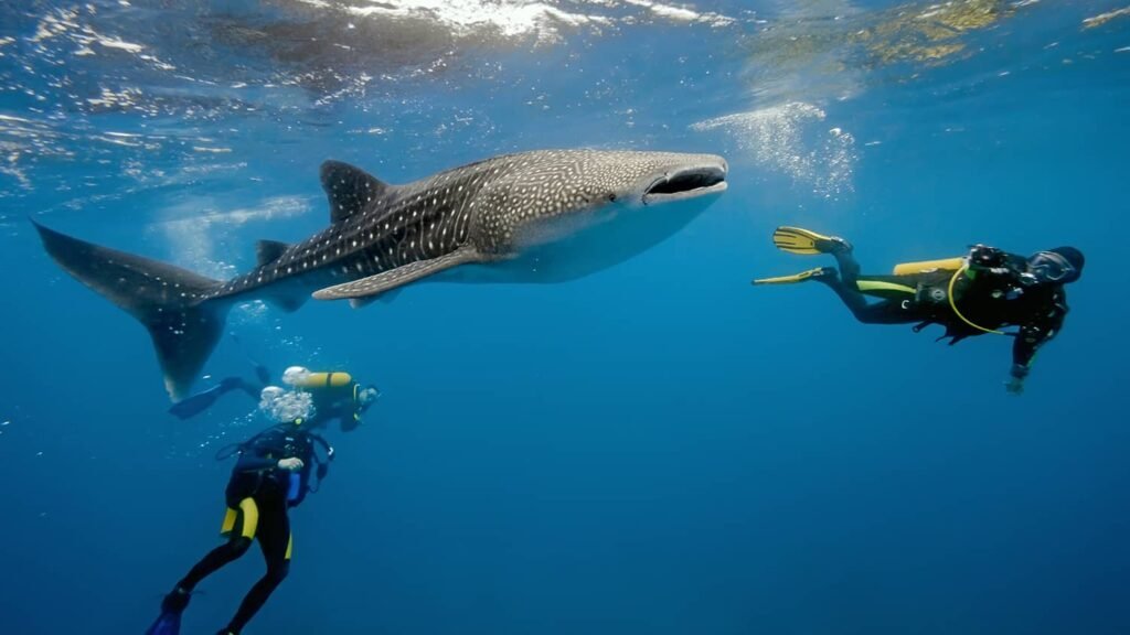 Sumbawa diving tour