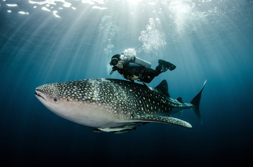 Sumbawa diving tour