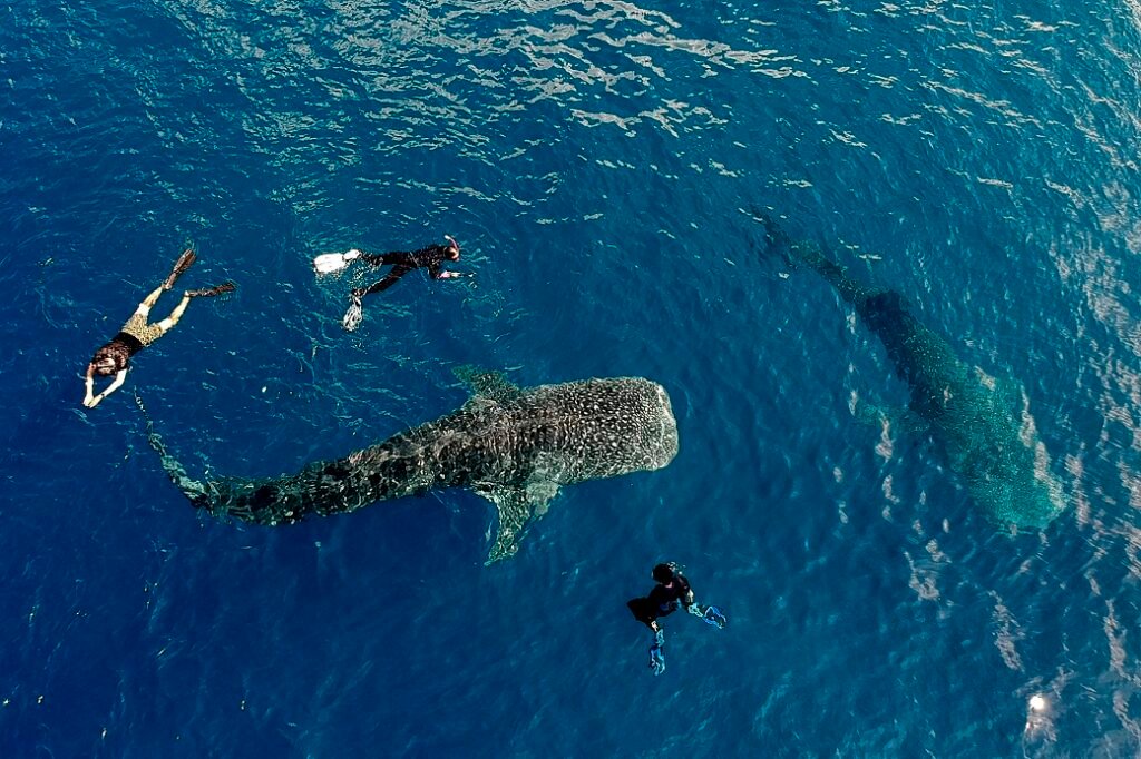 Sumbawa snorkeling tour