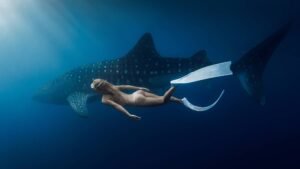 responsible tourism Saleh Bay whale shark
