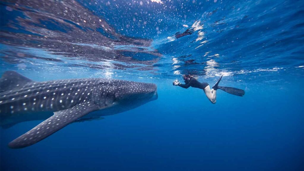 responsible tourism labuhan jambu whale shark