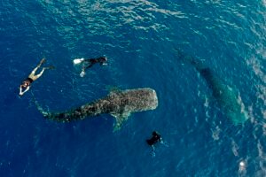 responsible tourism labuhan jambu whale shark