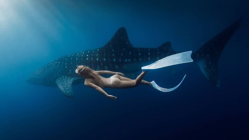 Bali to Sumbawa whale shark tour