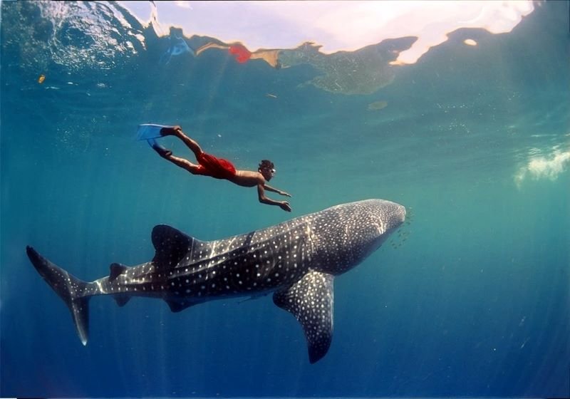 Bali to Sumbawa whale shark tour