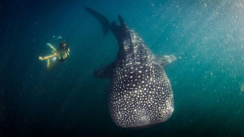 Bali to Sumbawa whale shark tour