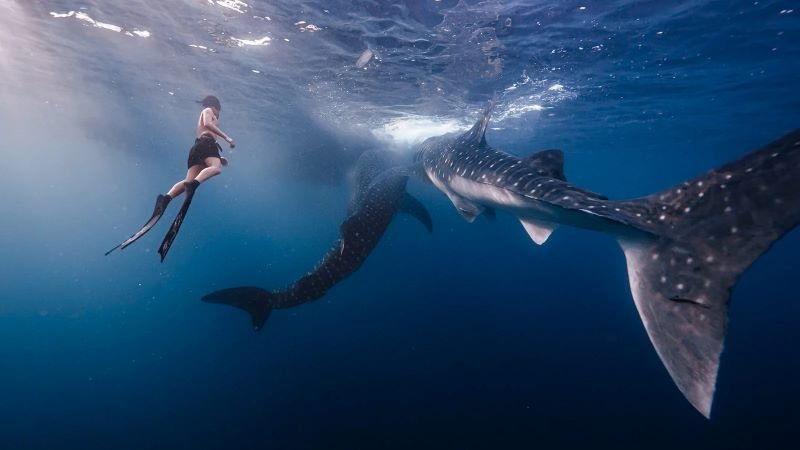 Bali to Sumbawa whale shark tour