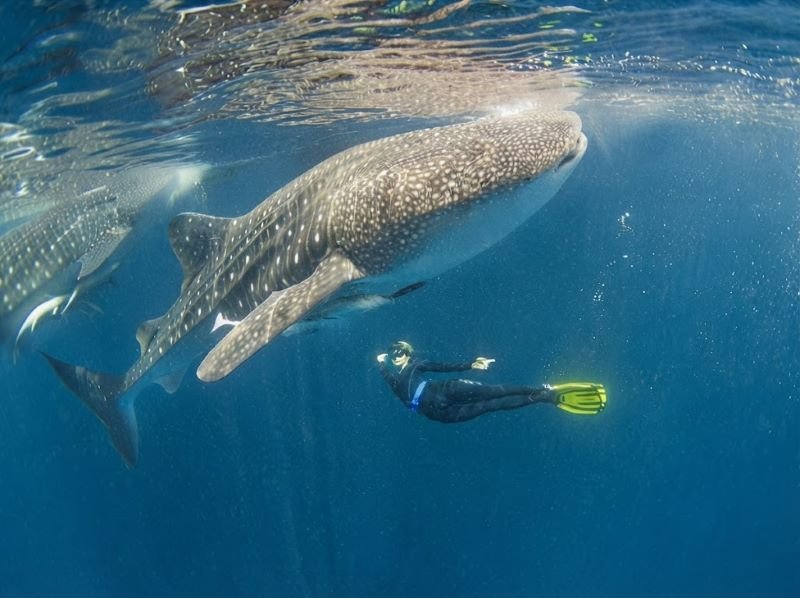 Labuhan Jambu whale shark diving