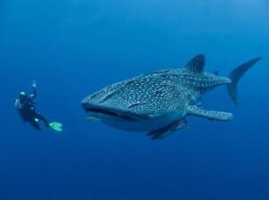 Labuhan Jambu whale shark diving