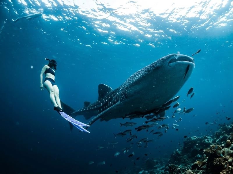 Labuhan Jambu whale shark freediving