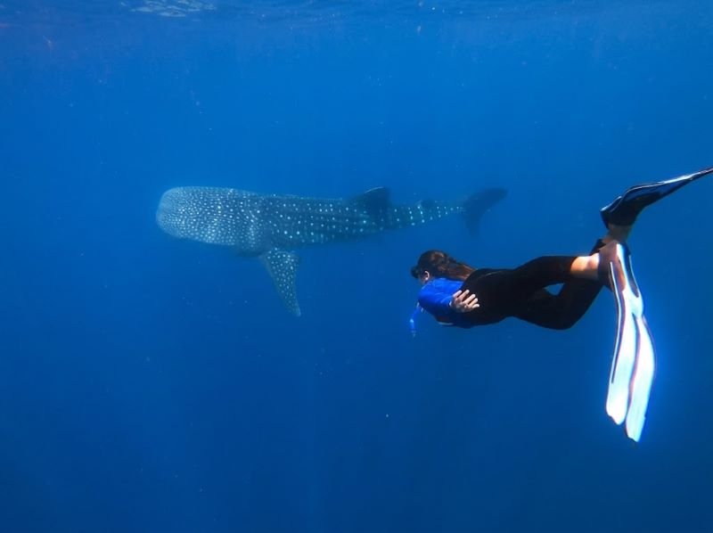 Labuhan Jambu whale shark freediving