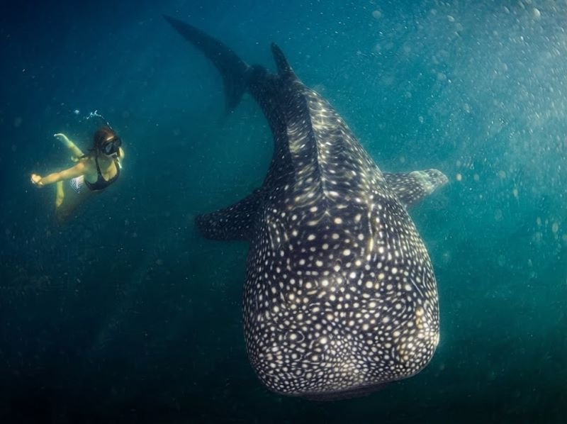 Labuhan Jambu whale shark freediving