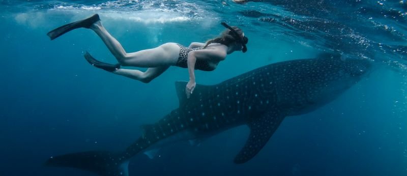 Labuhan Jambu whale shark marine wildlife tour