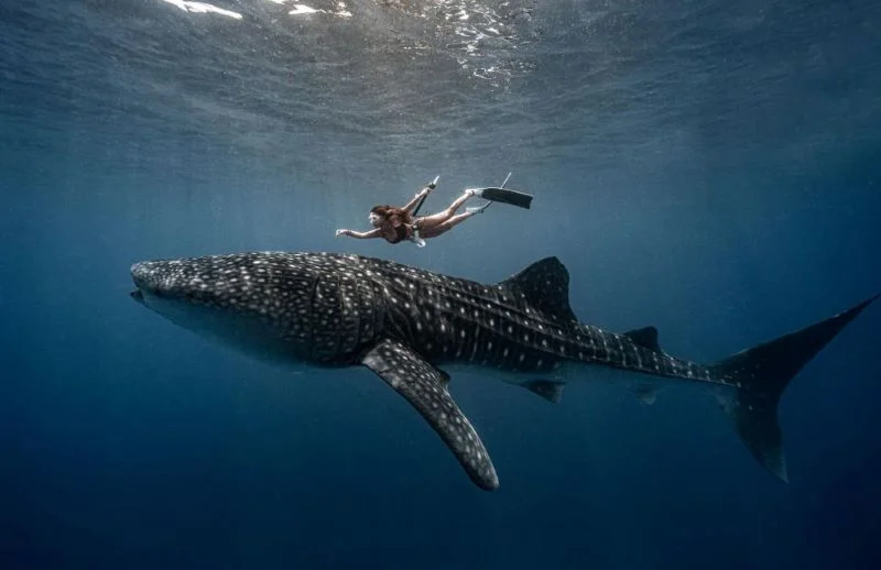 Labuhan Jambu whale shark marine wildlife tour