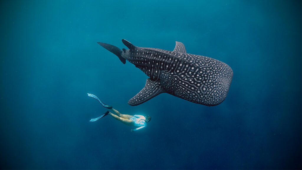Saleh Bay Whale Shark Tour Package Itinerary Guide