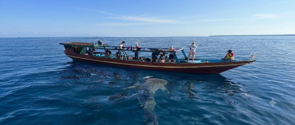 Saleh Bay Whale Shark Tour Package Itinerary Guide