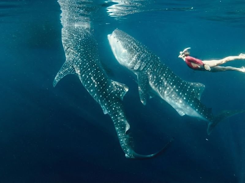 Saleh Bay whale shark diving