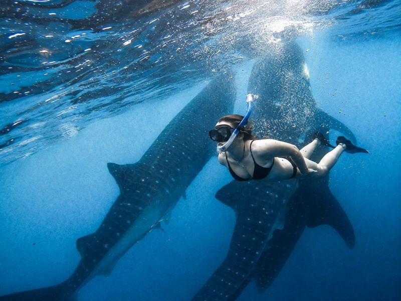 Saleh Bay whale shark diving