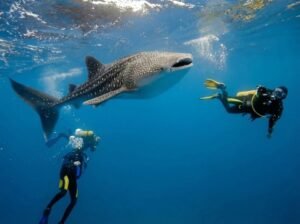 Saleh Bay whale shark diving